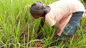 Dr. Hauschka Sheabutter aus Burkina Faso Dr. Hauschka Sheabutter aus Burkina Faso