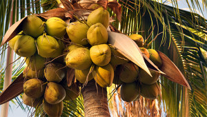 Kokospalme - Cocos nucifera Kokospalme - Cocos nucifera