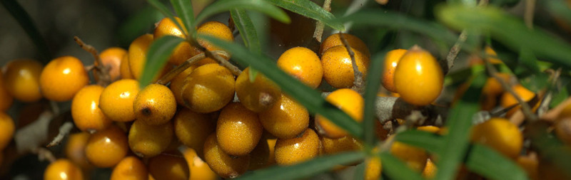 Sanddorn - Hippophae rhamnoides Sanddorn - Hippophae rhamnoides