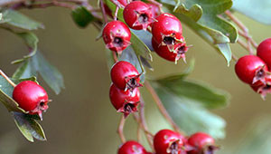 Weißdorn - Crataegus monogyna Weißdorn - Crataegus monogyna