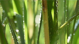 Lemongrass - Cymbopogon citratus Lemongrass - Cymbopogon citratus
