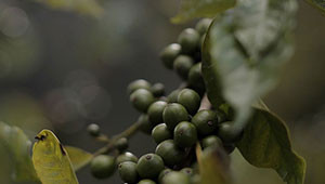 Macadamia - Macadamia ternifolia Macadamia - Macadamia ternifolia