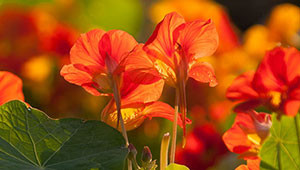 Kapuzinerkresse - Tropaeolum majus Kapuzinerkresse - Tropaeolum majus